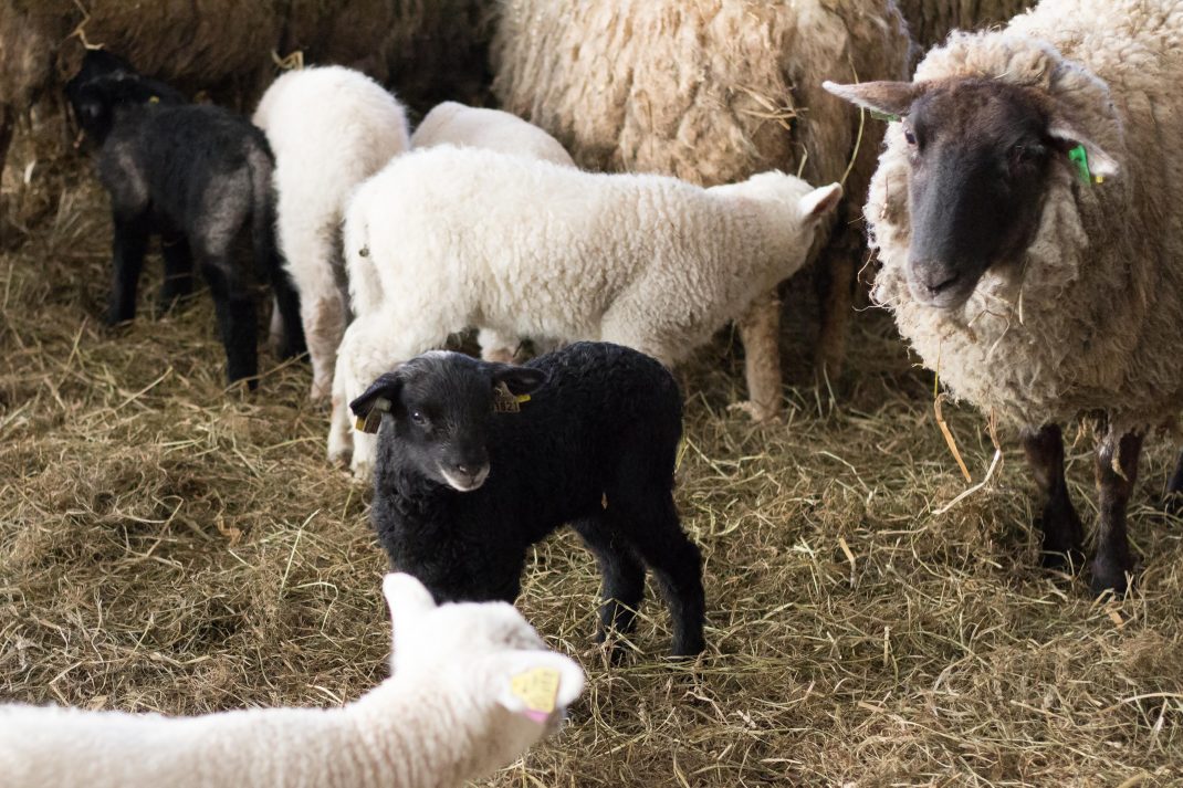 I lammhagen. Ett litet svart lamm tittar sig omkring bland tackor och vita lamm.