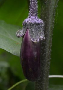 En liten aubergine växer i skuggan under ett blad. Den är glansigt mörklila och fästet i växte är taggig och grålila.