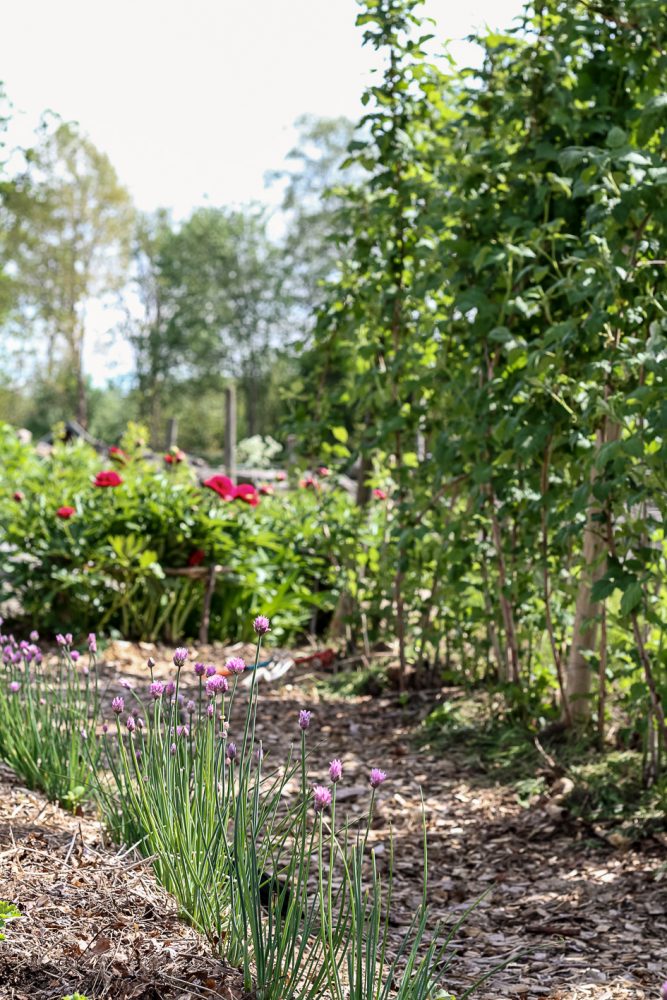 Beskärda vinbärsbuskar och rejäl gräslök bildar ramar till en gång i köksträdgården.