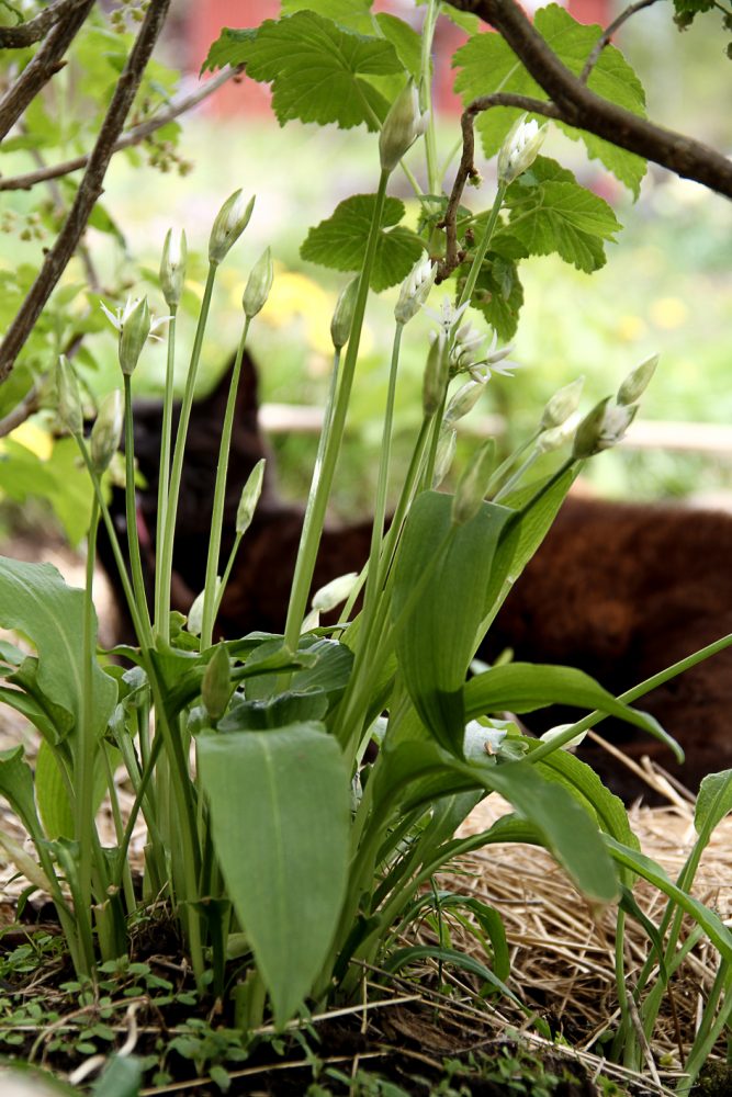 Närbild av ramslök som växer i skuggan under vinbärsbuskarna. Bladen är flikiga och på långa skaft sitter små, vita blommor.