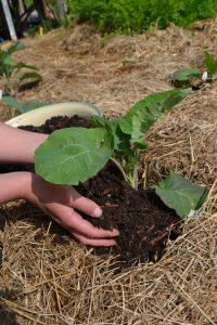 En planta kål planteras försiktigt i en vältäckt bädd.