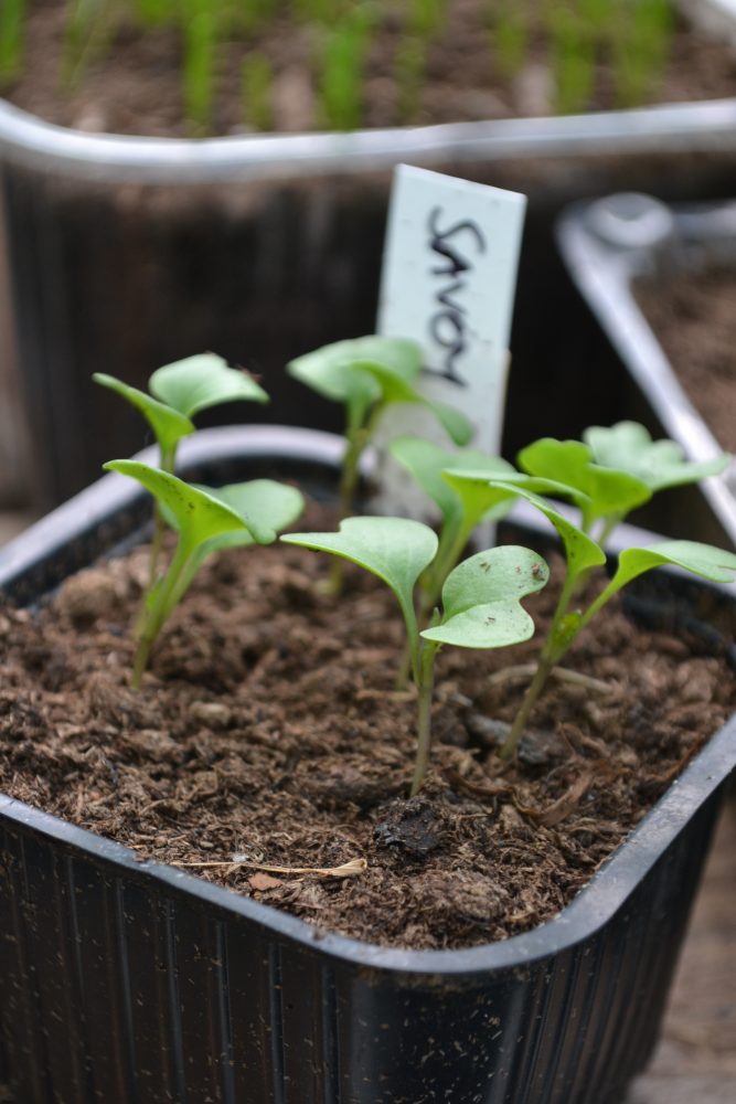 Små, små plantor av savoykål har utvecklat blomblad.