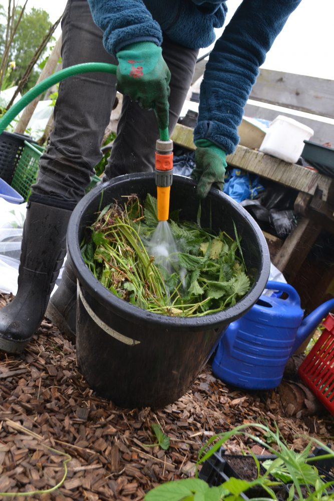 Sara fyller en stor hink med ogräs och vatten.