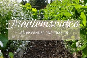 Bild av en av mina gångar av flis, kantade med ljuvligt blommande sommarslöja och jätteverbena.