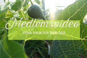 Medlemsvideo på sarabackmo.se i maj om frukt och bär.