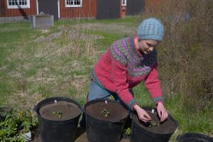 Sara sitter i solskenet utanför en lada och planterar i stora krukor.