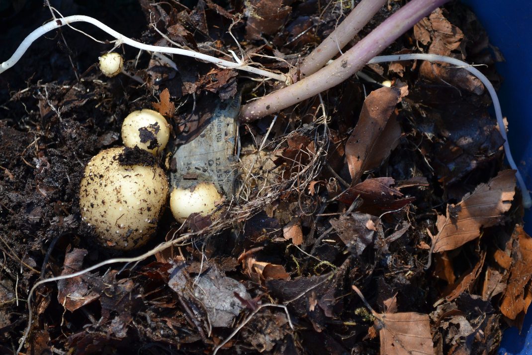 Nästan vit potatis tittar fram ur jord blandat med löv. 