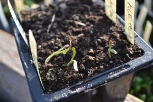 Närbild på en liten planta som dukat under.