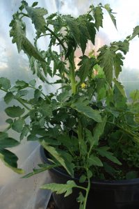 En frodig tomatplanta i en stor kruka.