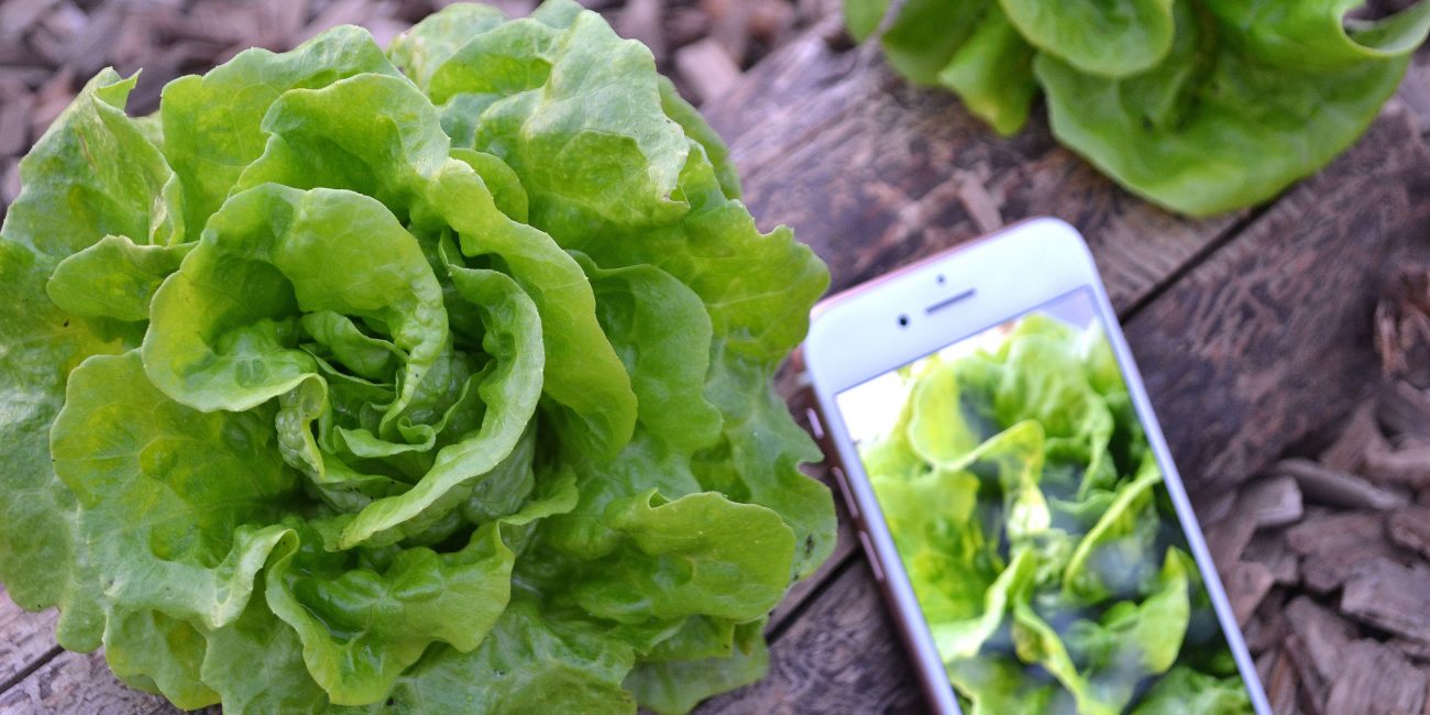 Sallatshuvuden på ett vedträ med mobilen bredvid som jämförelse.