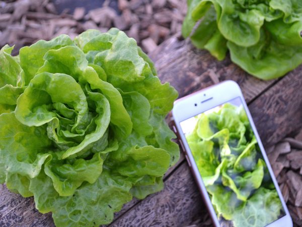 Sallatshuvuden på ett vedträ med mobilen bredvid som jämförelse.