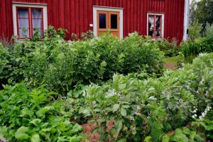 Saras kitchen garden and red house. In the garden, many varieties of beans are growing.