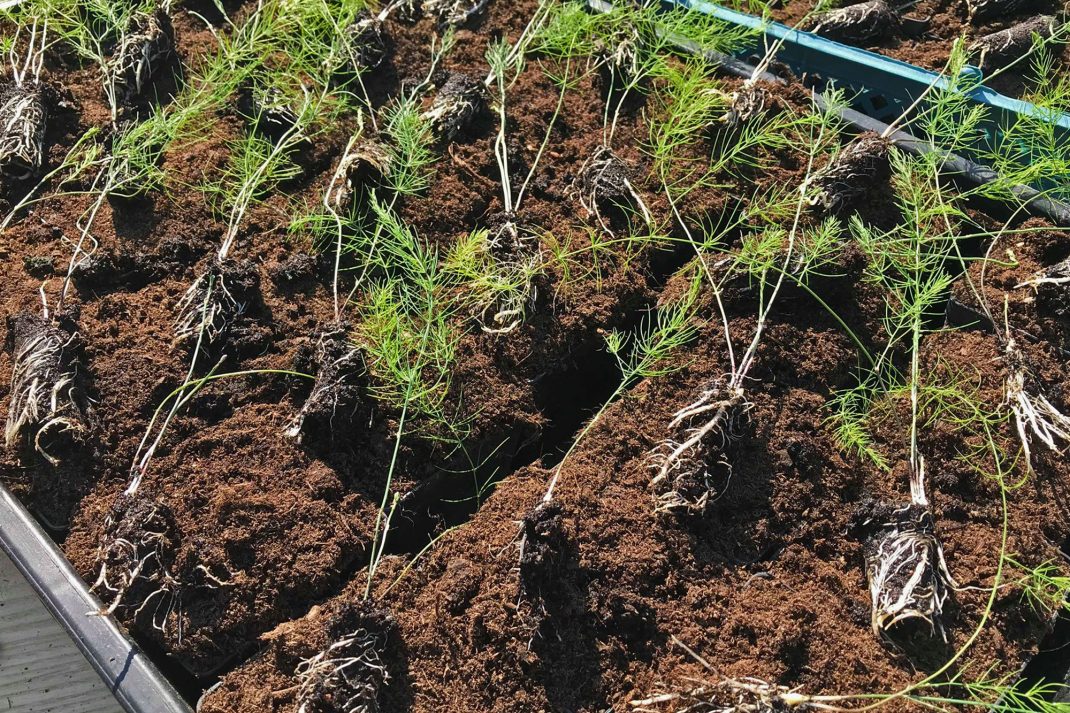 Närbild av sparrisplantor med bara, jordiga rotklumpar liggande på jordfyllda tråg.