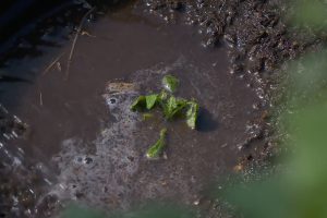 En liten planta av tomat simmar i en välvattnad kruka.
