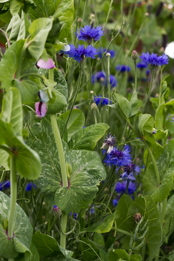 Bönor och blåklint blommar ikapp.