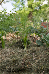 Närbild av en fänkål som växer i landet med plymig blast.