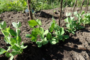 Små skott av sockerärt tittar upp i en frilandsbädd.