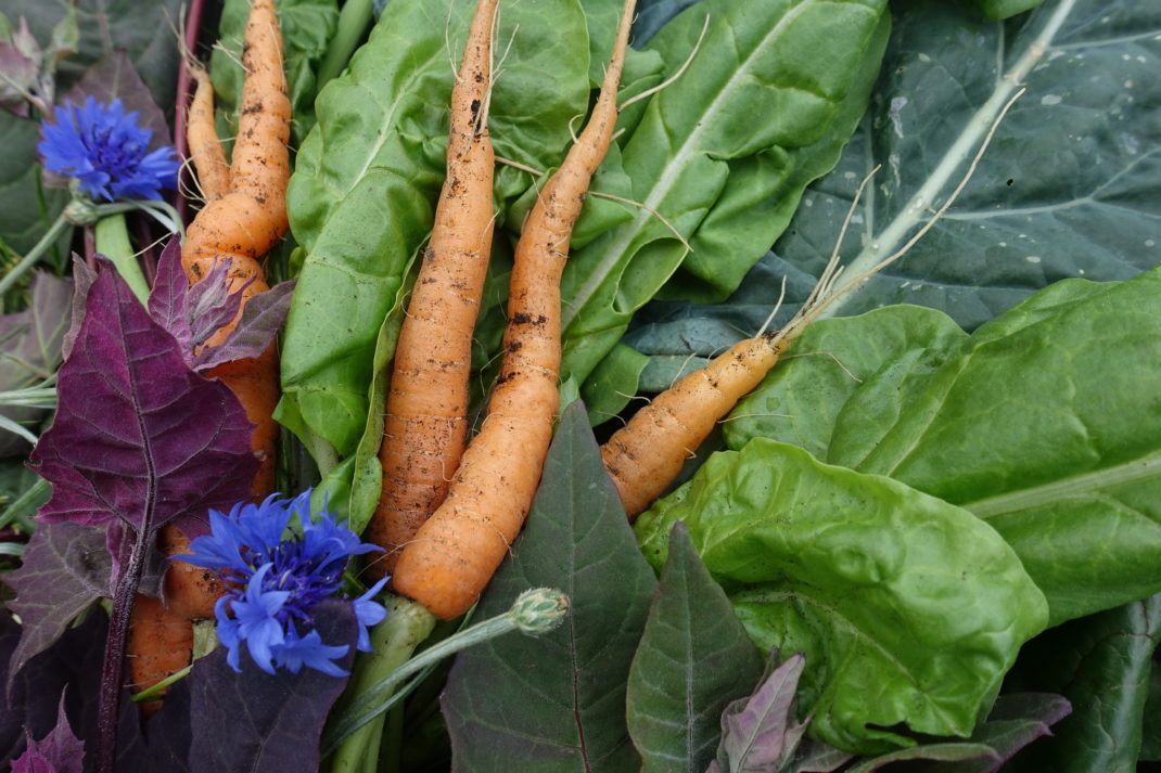 Bladgrönsaker, morötter och blåklint i ett härligt skördestilleben.