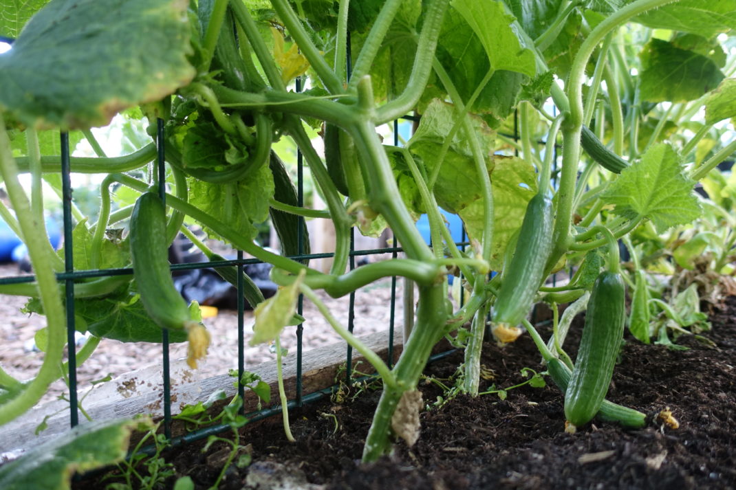 Längs ett kompostgaller växer fina små gurkplantor fulla med minigurkor.