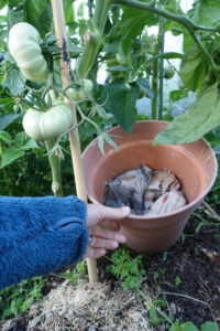 Sara fixar en stor kruka bredvid en tomatplanta.