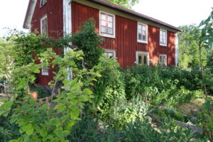 Bakom ett kvarter av frodig grönska syns Skillnadens röda trähus.