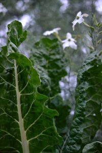 Mangold och vita blommor i fin kombination.