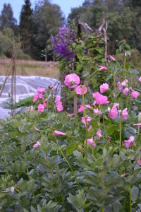 Ljust rosa blommor växer över de höga bondbönsplantorna.