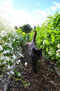 En svart katt går lugnt fram emellan skyar av vita blommor längs odlingsraderna.