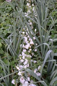 Mellan två rader av blekt grågröna rader av lökblast växer klara, vita blommor.