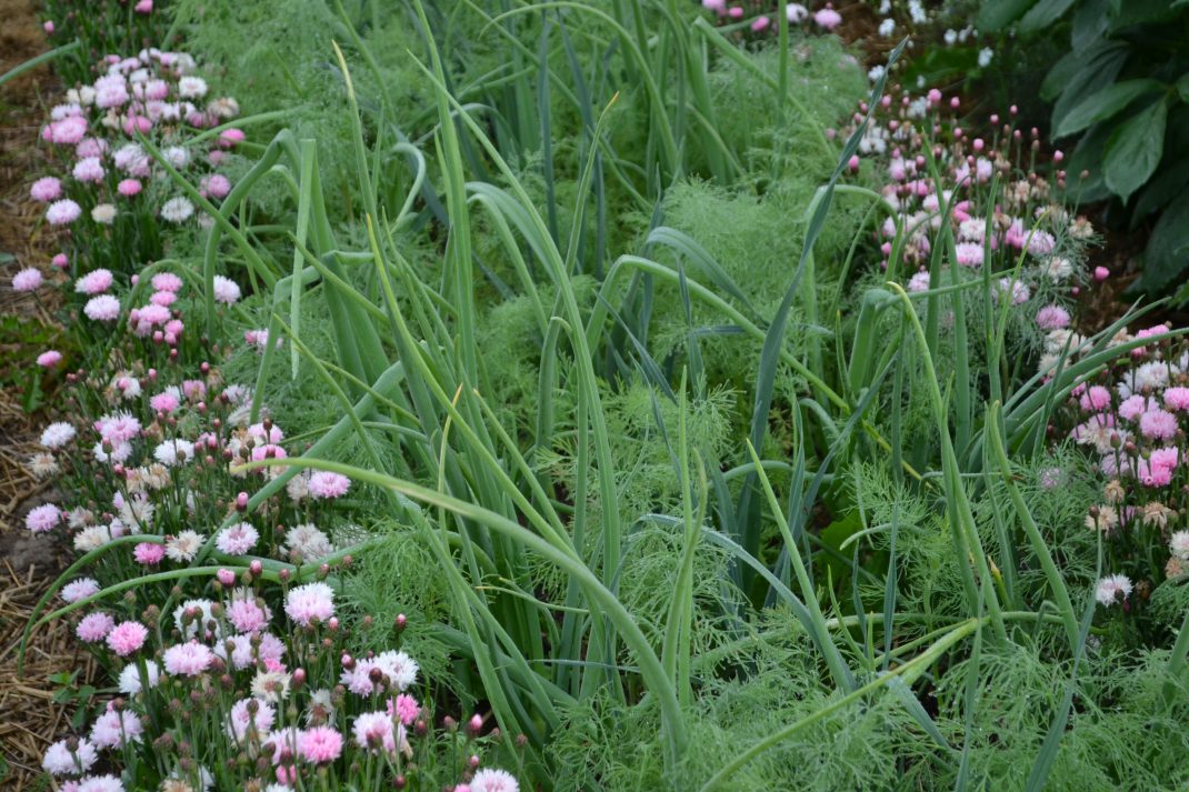 I en bädd växer rosa sommarblommor runt lökblast och vippiga gröna plymer.