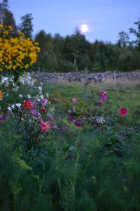 Kvällsljus över stenmurar och blomsterplanteringar.