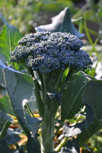 Ett fint litet broccolihuvud i närbild.