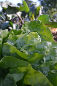 En närbild av frodig sallad.