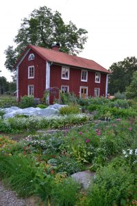 Det röda trähuset står bakom köksträdgården som blommar för fullt.