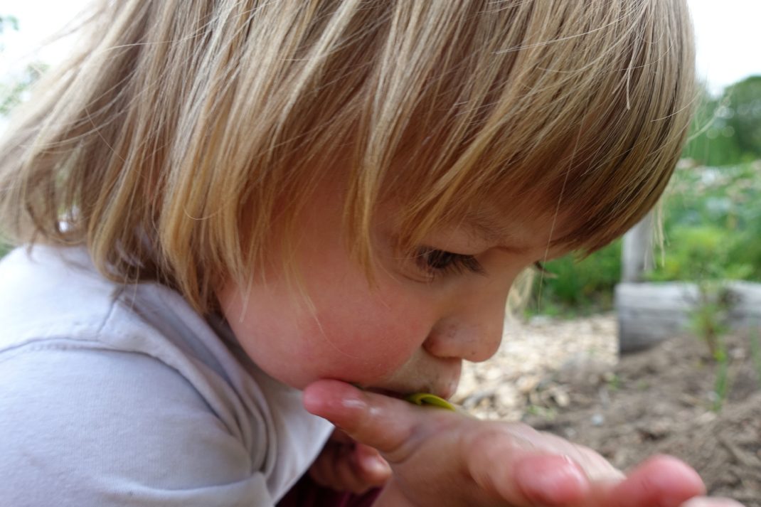 Ett litet barn trycker in gröna blad i munnen. 