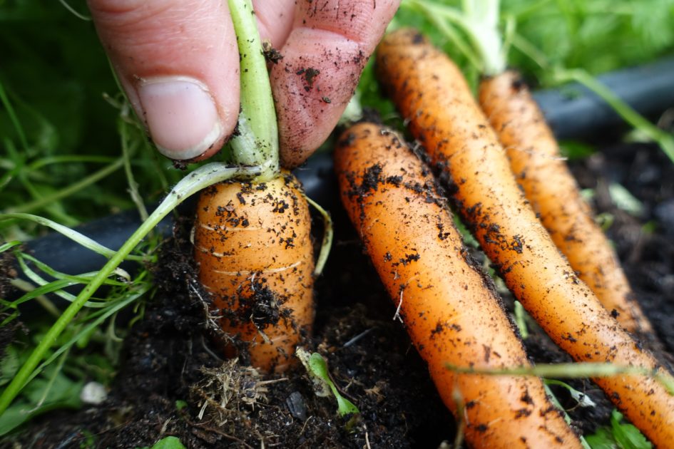When should I start harvesting carrots? Sara's Kitchen Garden