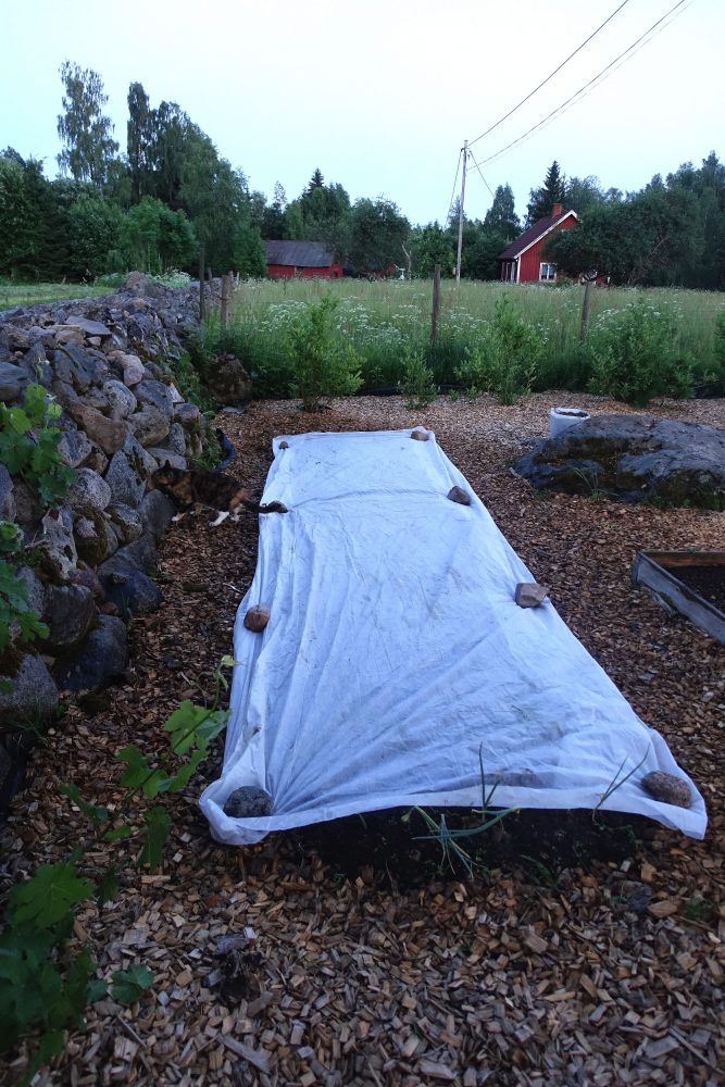 Köksträdgården i skymning, en vit duk täcker en lång bädd längs en stenmur. 