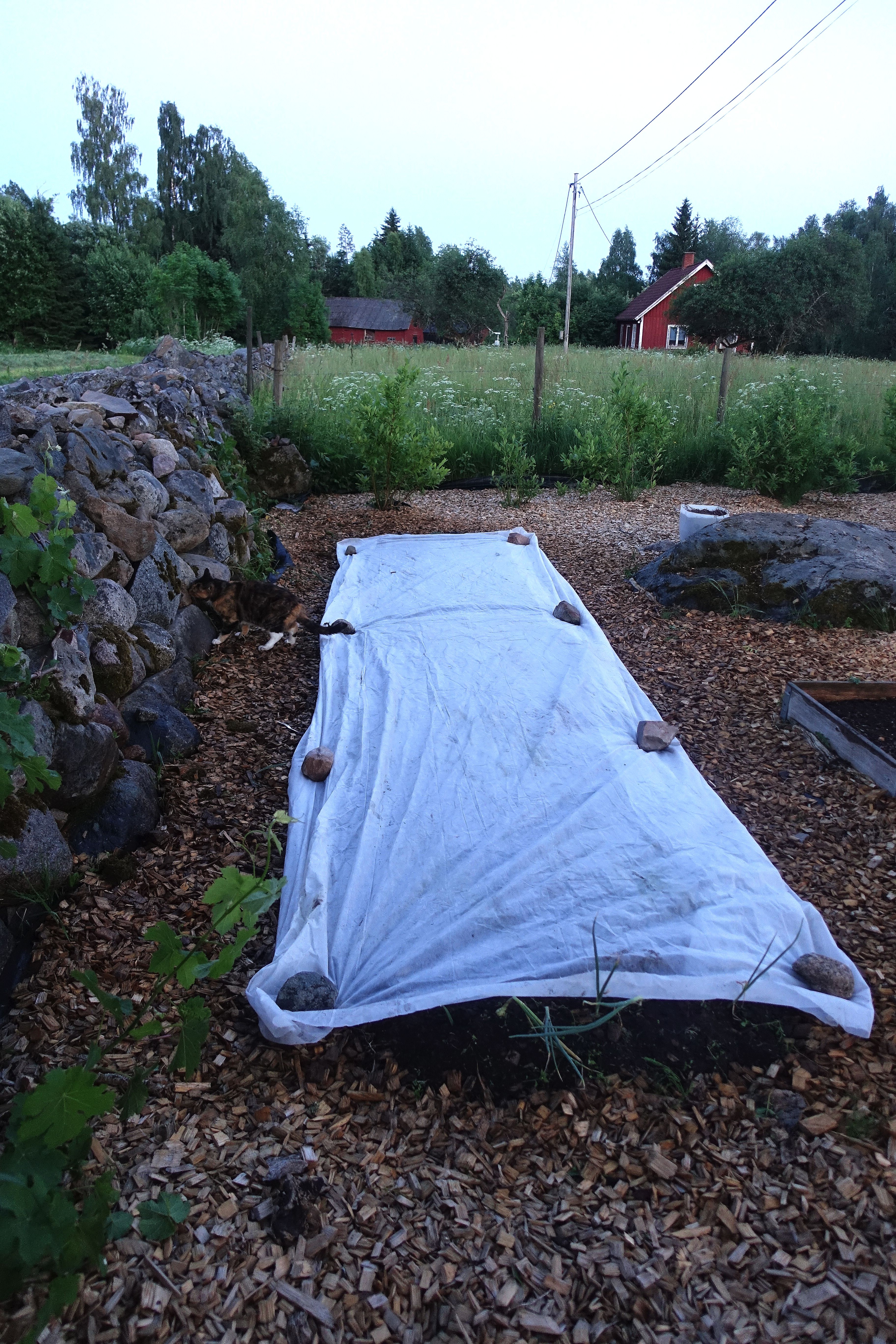 Köksträdgården i skymning, en vit duk täcker en lång bädd längs en stenmur. My kitchen garden in the evening sun, covered with the garden cloth.