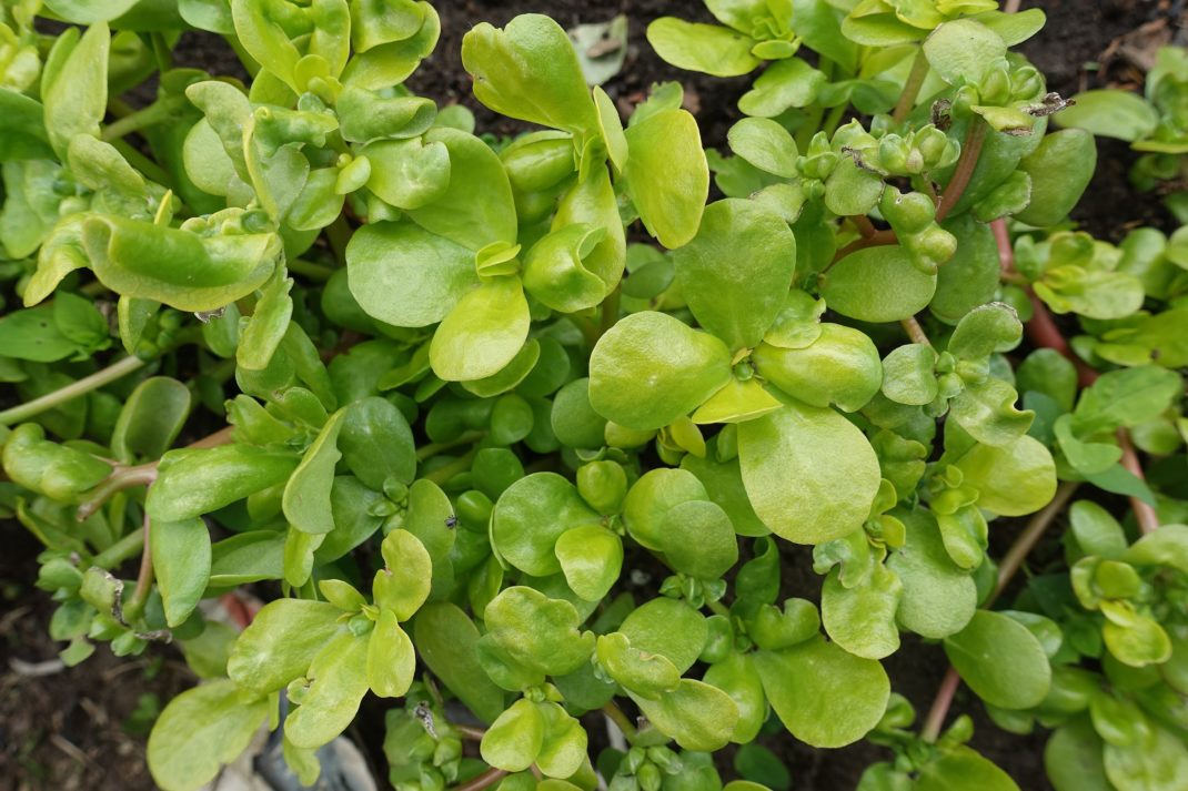 En vacker knubbig grön planta med blanka blad. 
