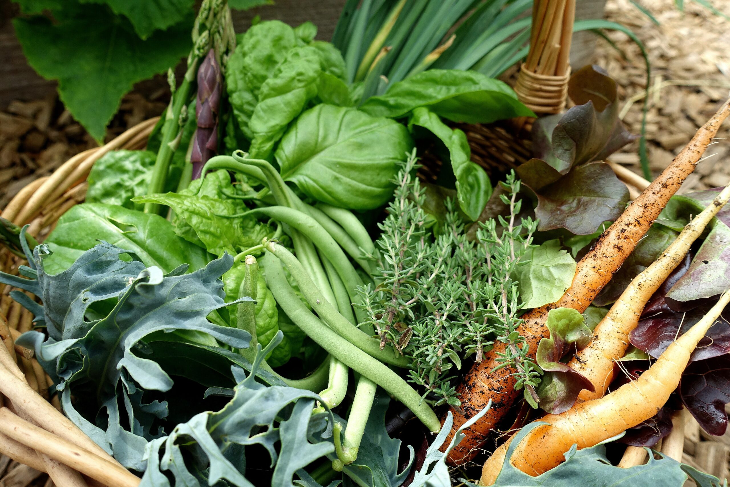 En korg med läckra bladgrönsaker och orangea späda morötter.