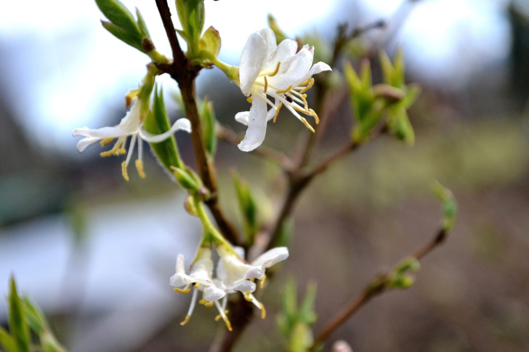 En vaniljvit blomma på nästan bar kvist. 