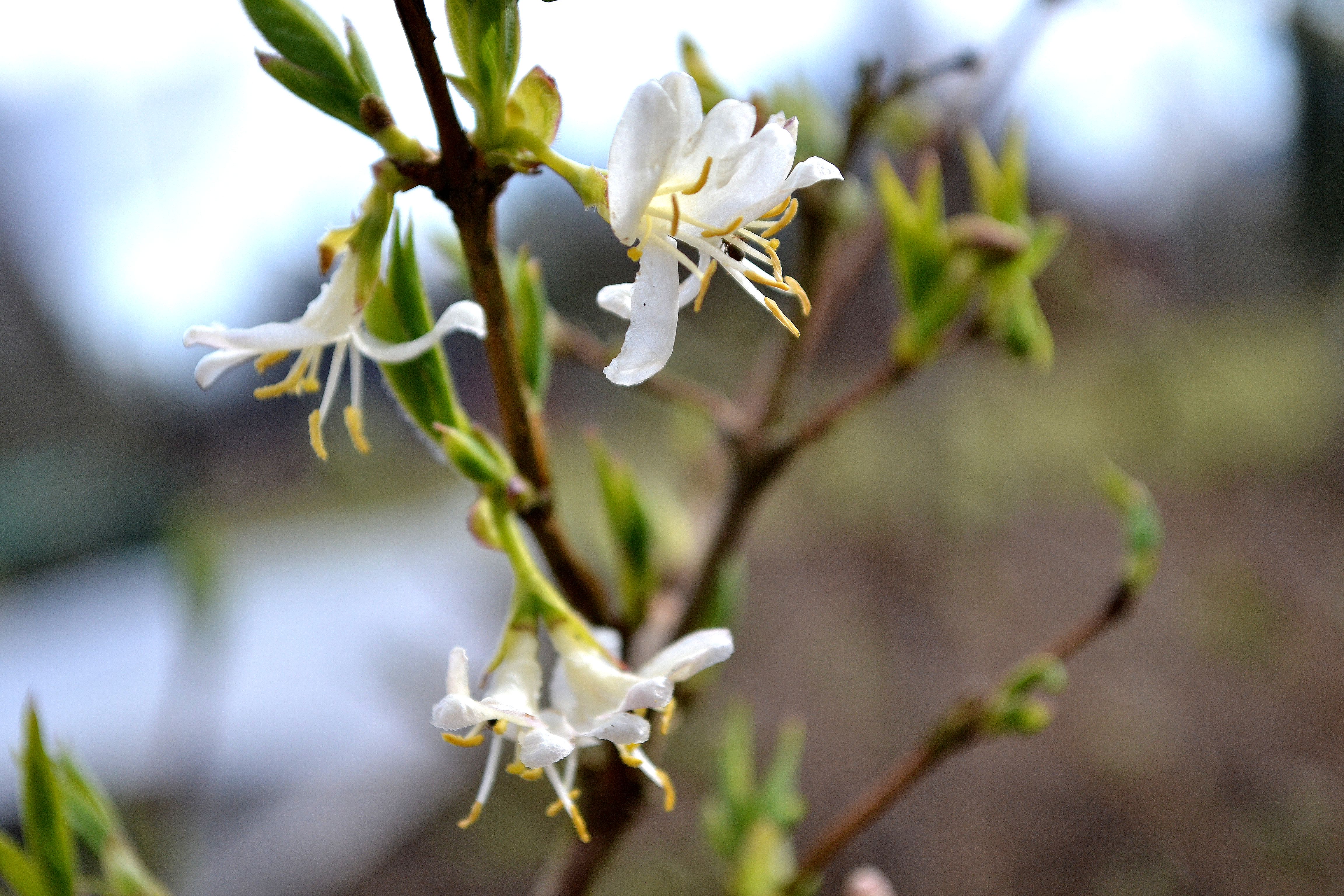 En vaniljvit blomma på nästan bar kvist. Growing honeyberries, a white flower on the bush.