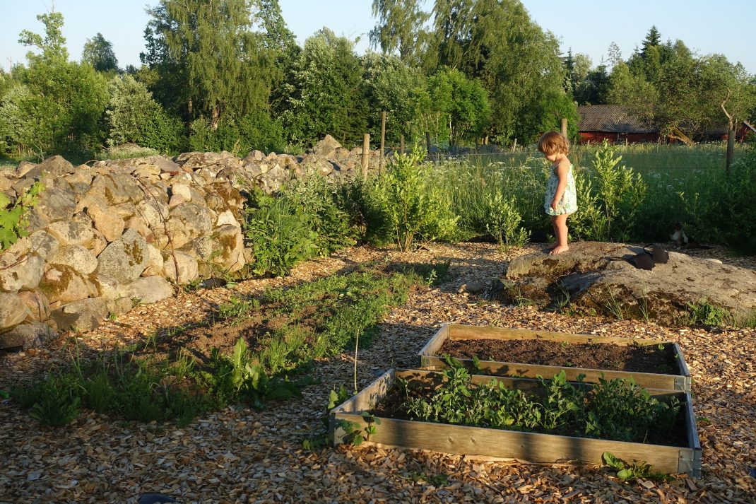 Köksträdgården i kvällssol med en ogräsdrabbad bädd längs stenmuren. 