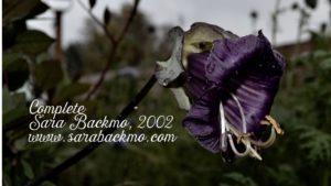 En vacker blålila klockranka