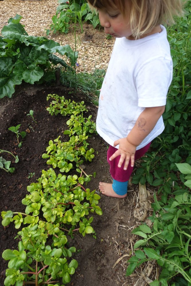 Ett barn står i trädgården och tittar på låga plantor.