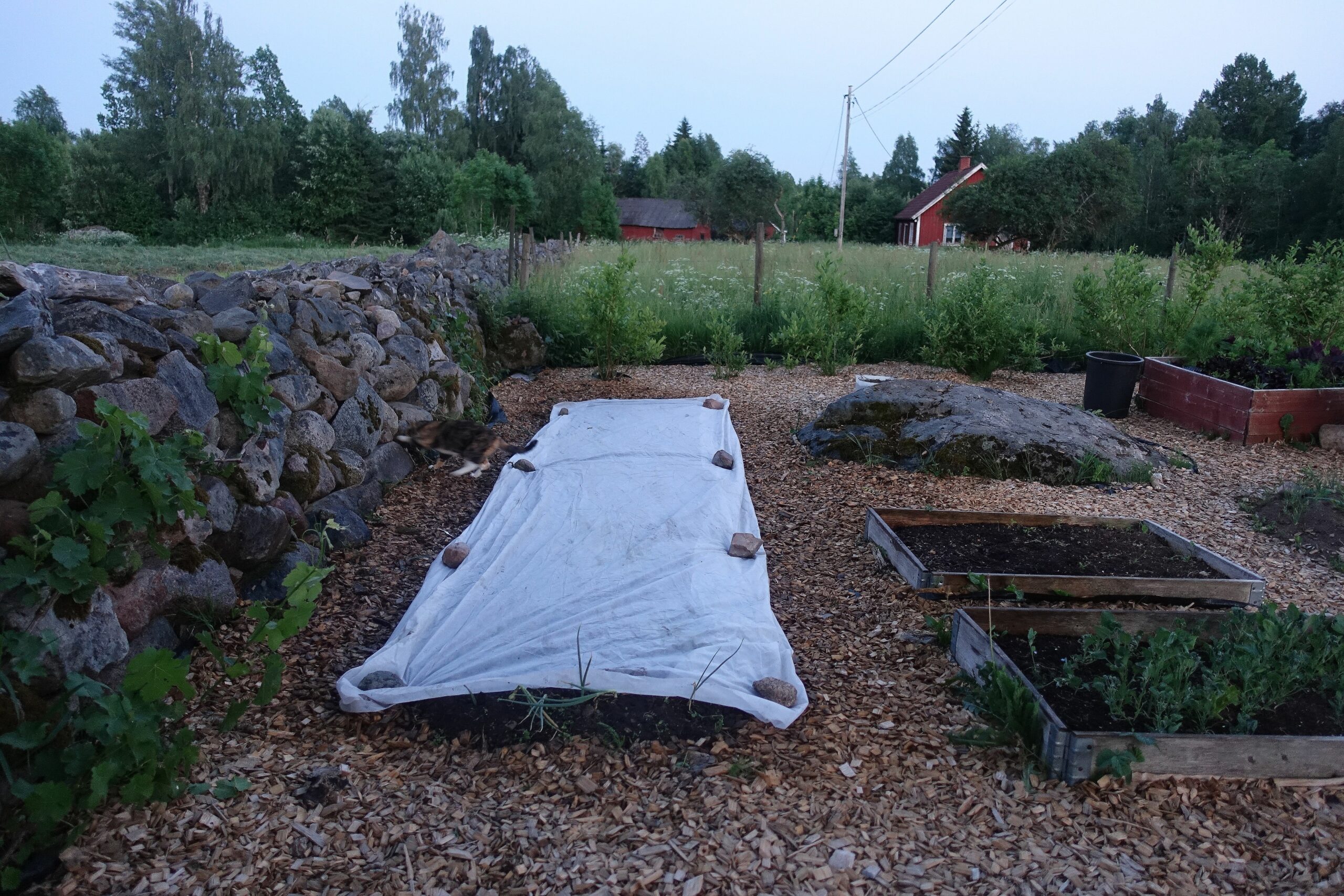 Köksträdgården i skymning. En vit duk täcker en bädd längs en stenmur. 