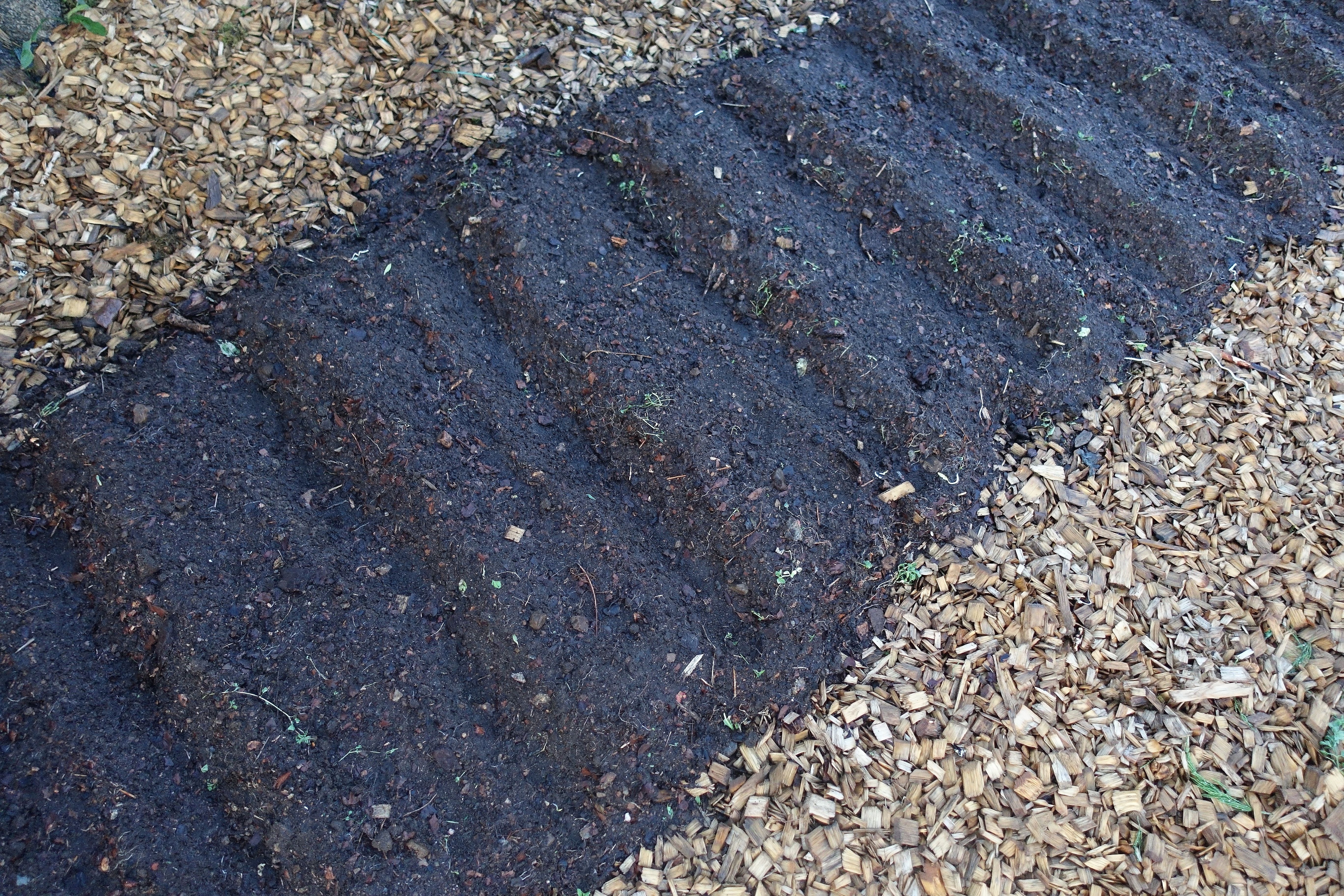 Närbild på den vågiga bädden som är mörk efter att jorden vattnats. Close-up of the rows after watering them. 