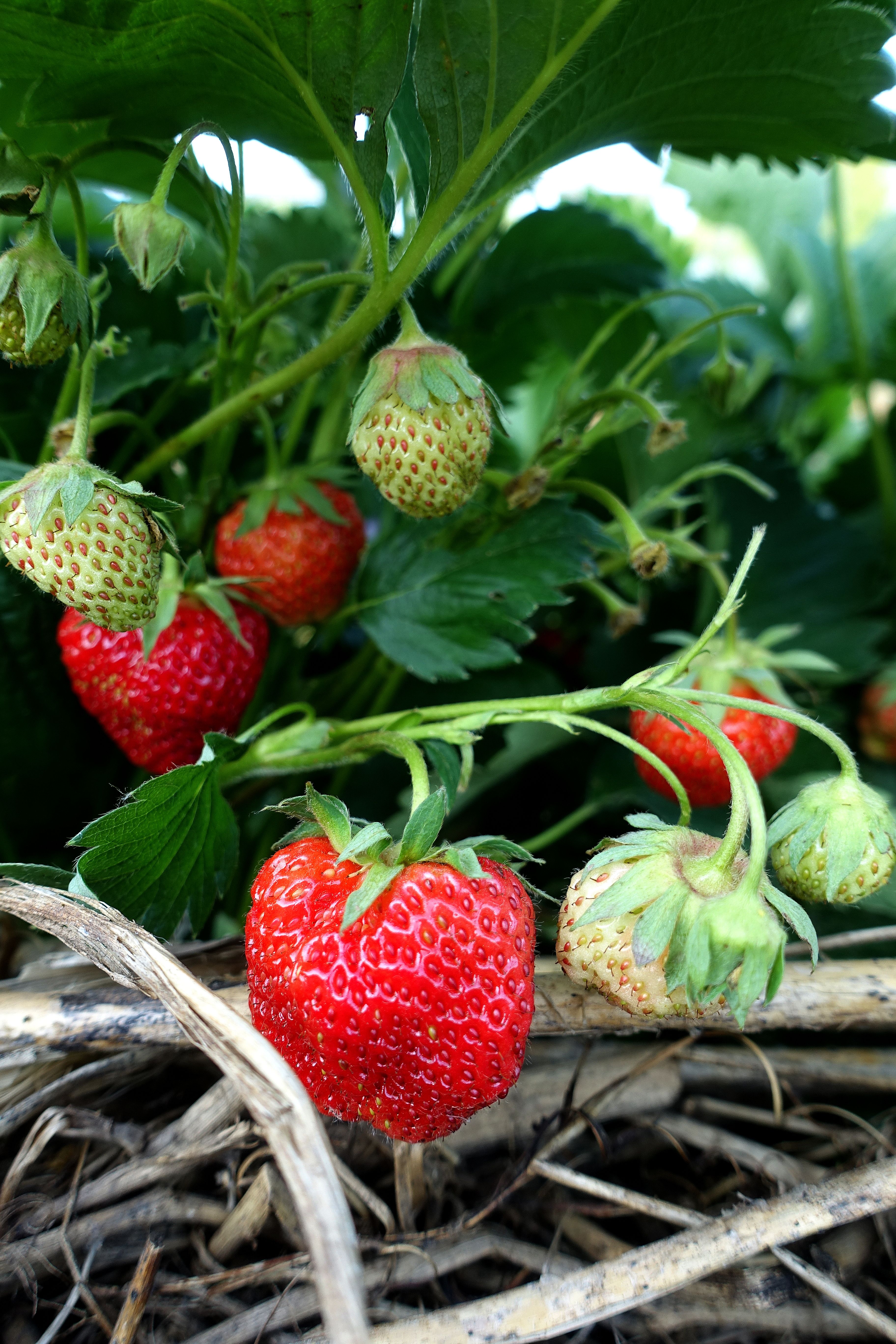 Growing remontant strawberries, ripe strawberries.