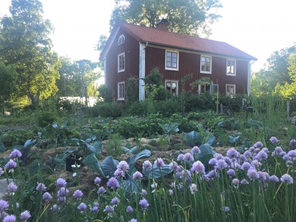 En köksträdgård med blommande gräslök i förgrunden.