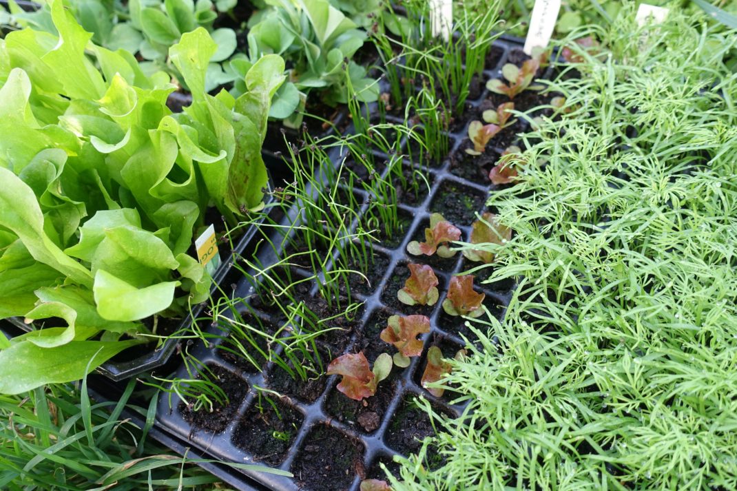 En bild av ett pluggbrätte fyllt av små plantor i olika färg, form och tillväxt.